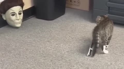 Funny cat video