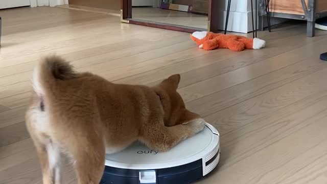 Robot Vacuum Runs Away From Puppy