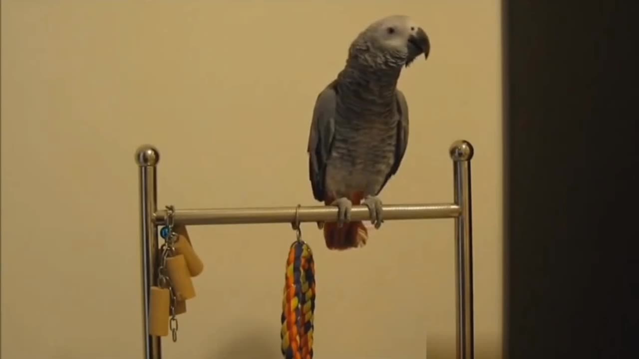 Parrots Just Parroting Around 🦜