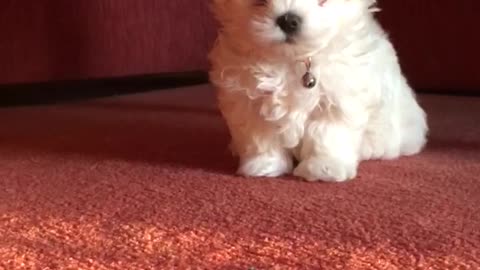 Most adorable puppy in the world