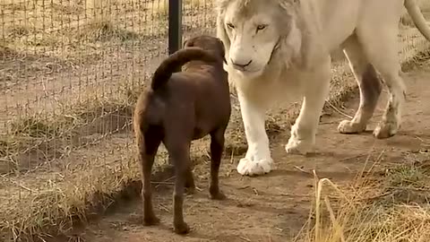 Cute Lion Gives Paw to Puppy #animals #cute #wildlife #dog #shorts #short