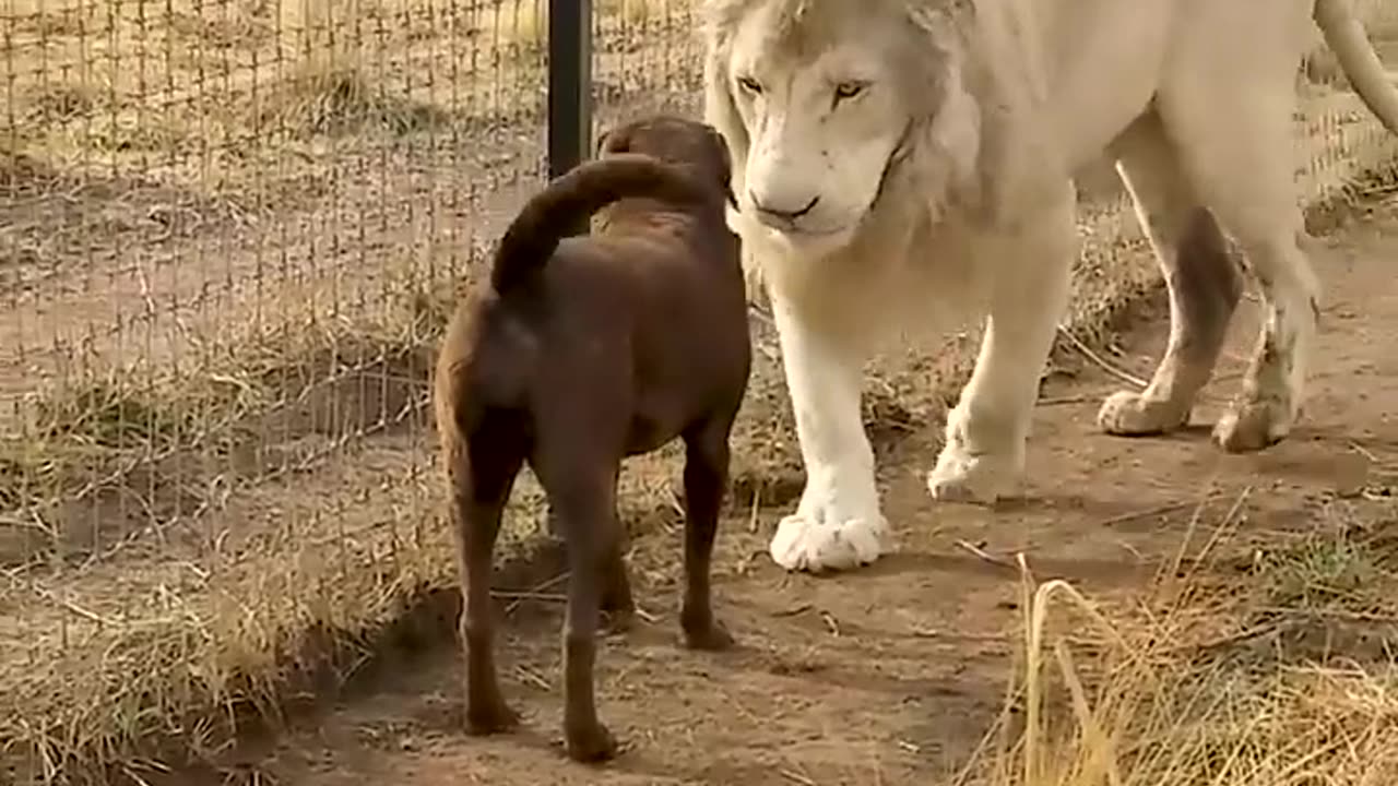 Cute Lion Gives Paw to Puppy #animals #cute #wildlife #dog #shorts #short