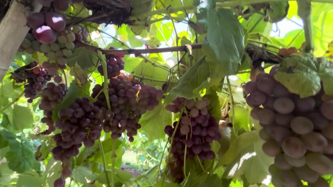 Vineyard
