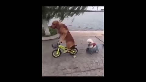 NEW BEST FUNNY CUTE ANIMAL