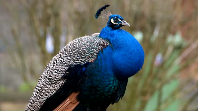 Video footage of a beautiful peacock looking at the camera