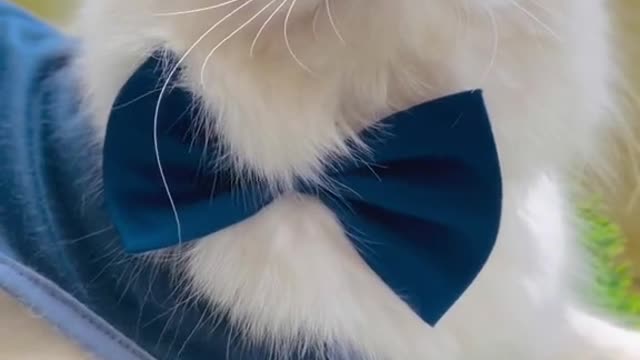 Cat video-cute cat video-funny cat video Playing Beautifull cat