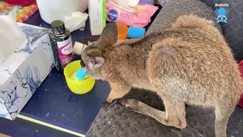 Transporting baby flying-foxes to a carer Auntie Jack rocks