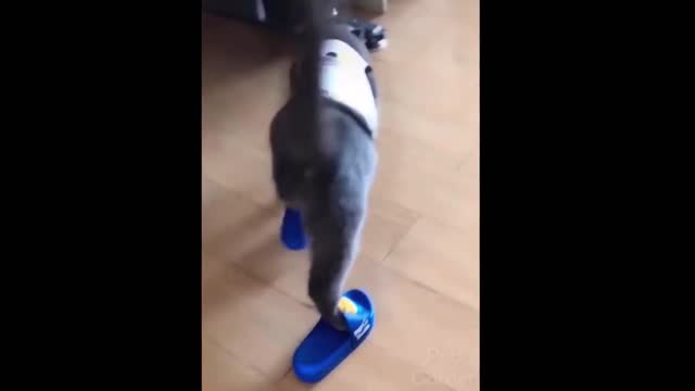 A dog walking with slipper
