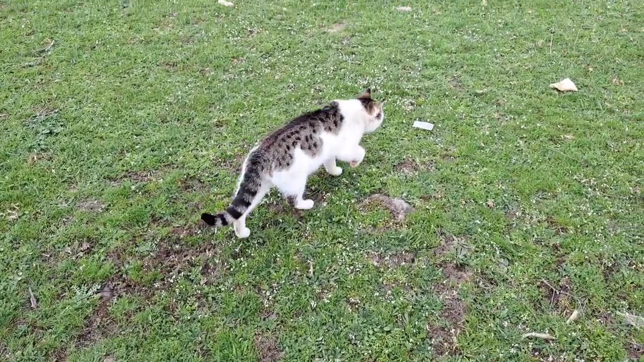 I gave food to a cat living on the street. This cat is very cute