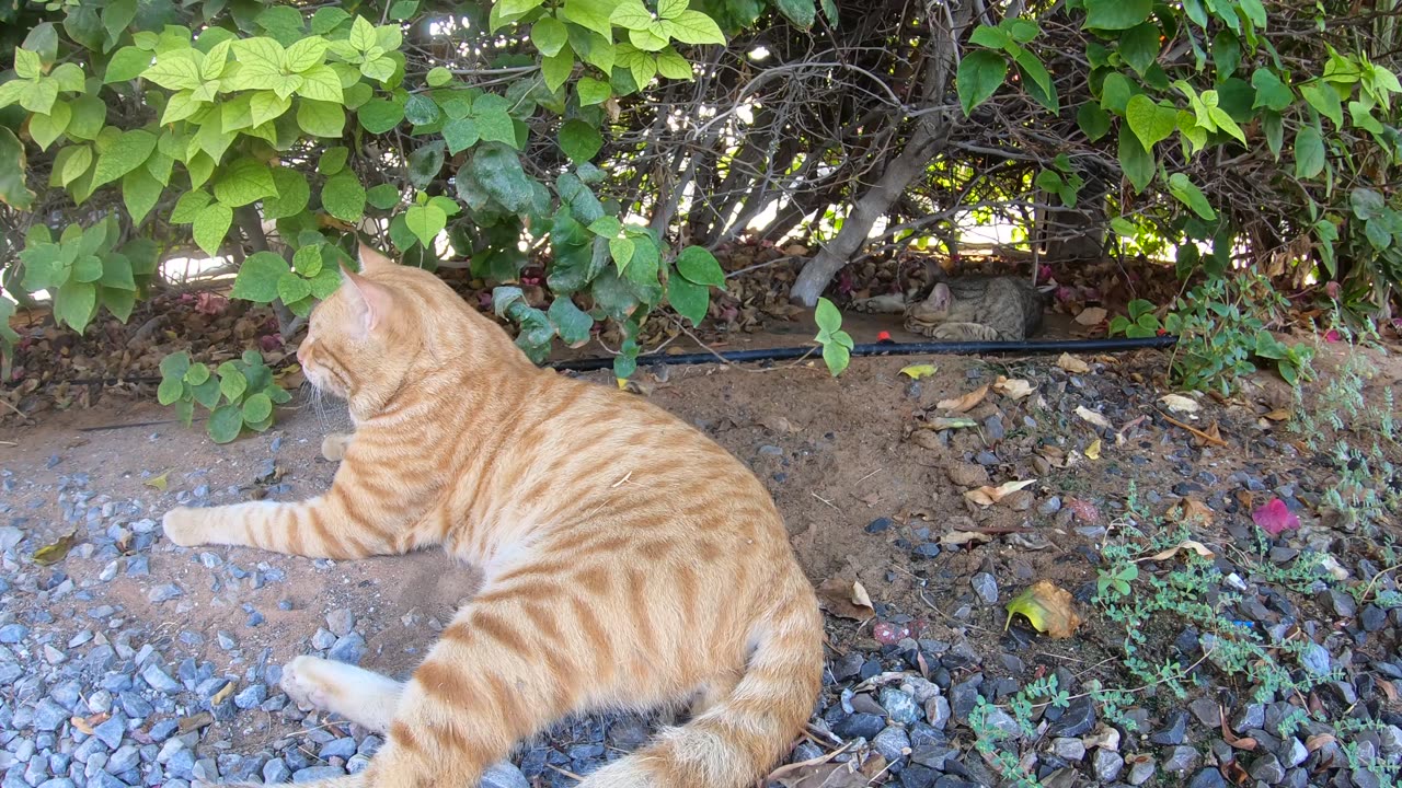 CHRIS MARTIN & MICHAEL JACKSON - Homeless cats in Ras Al Khaimah, UAE #ChrisMartin #MichaelJackson