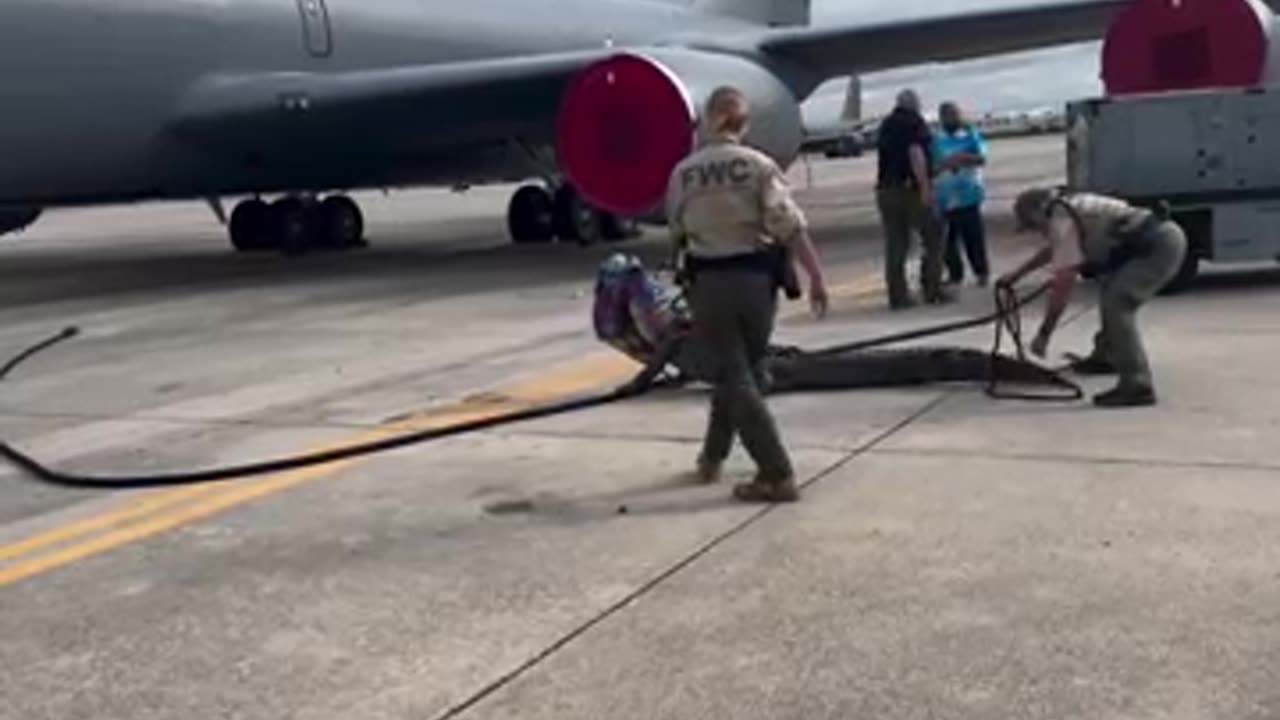 Yee-Haw Boys!! Massive Gator Wrangled on Tarmac of Air Force Base Near