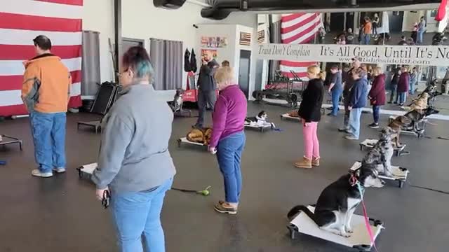 Professional Dog Training. No Magic! Time