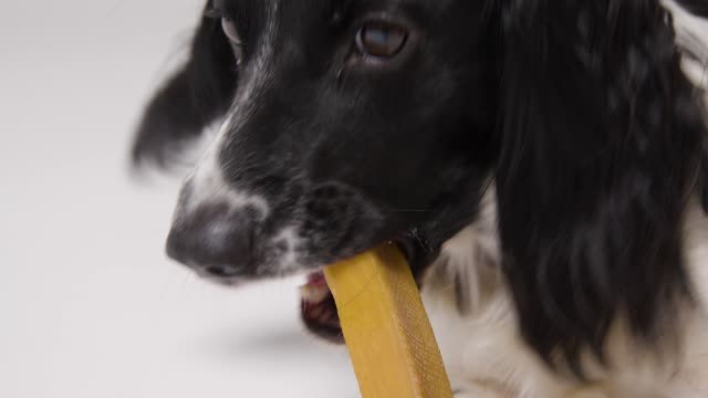 Close Up of Dog Eating Treat