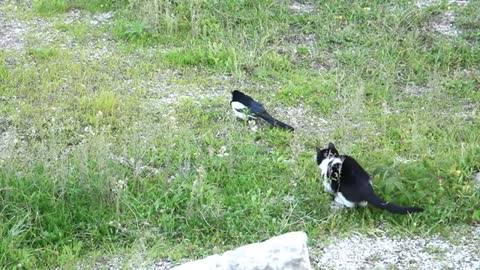 Cat Vs Magpie BirdEphemeral