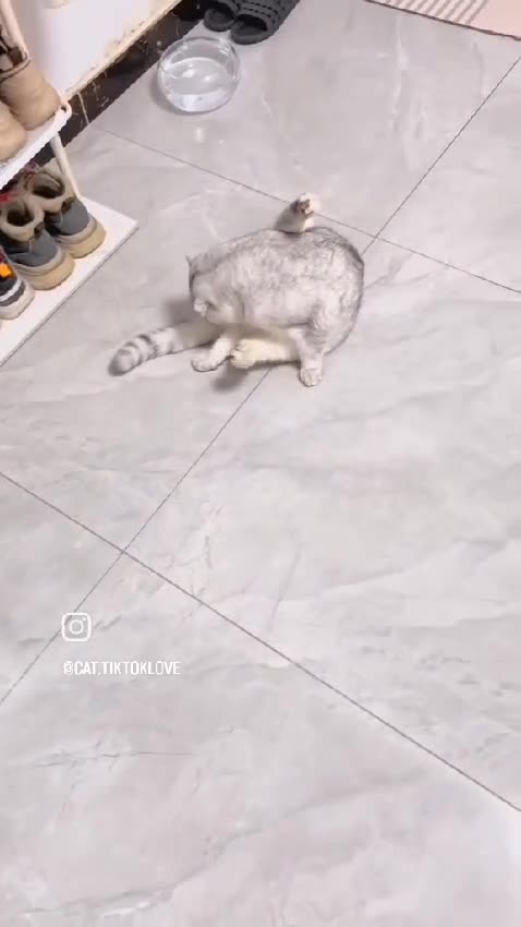 If you put a diaper on your cat like it's a baby, guess what? Your cat won’t be able to walk anymore