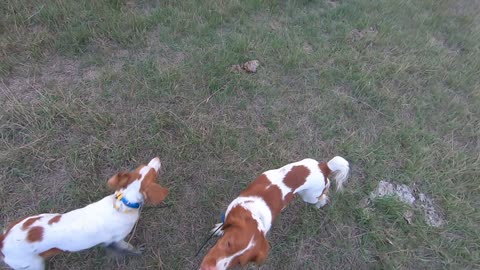 dogs working the Linde Ranch