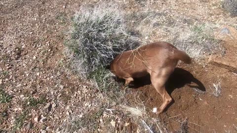 The angry chihuahua digging for gold in the desert