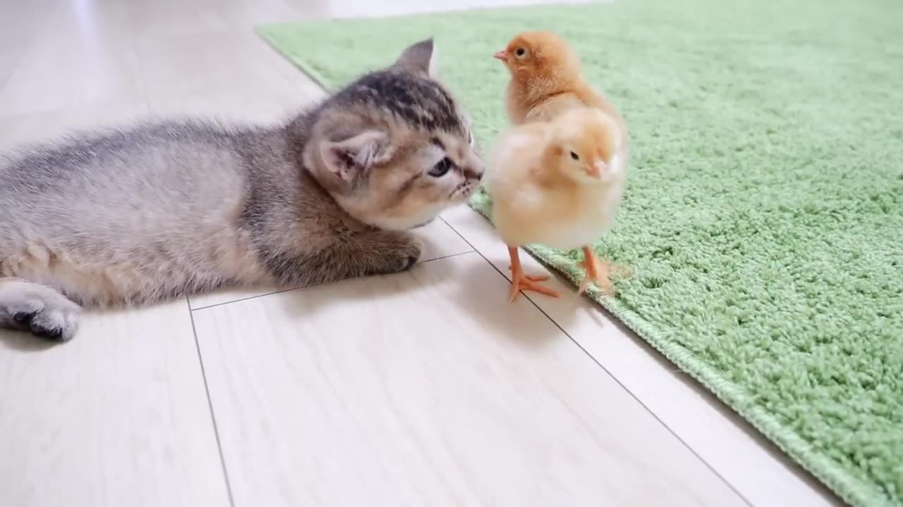 Kitten Kiki greets a tiny chicks for the first time