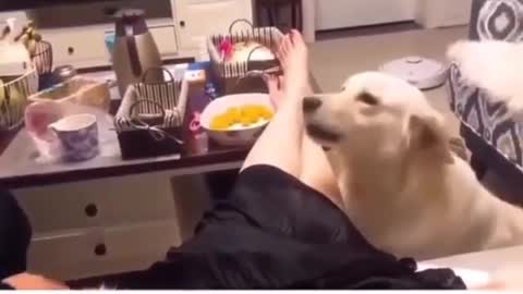 gentle life of cats and dog
