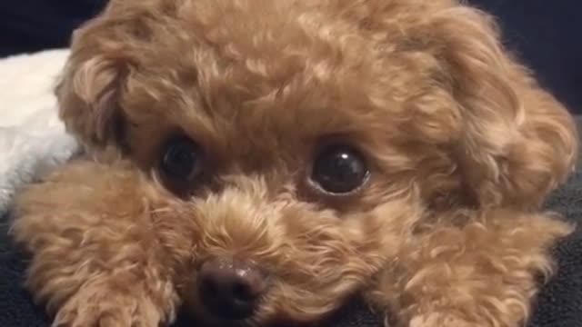 Funny Little Animals