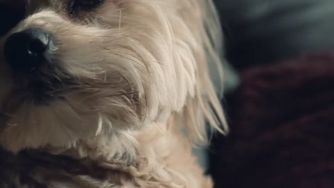 Dog video | pet animals