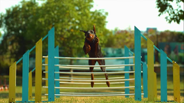 Watch the most beautiful jump.4k
