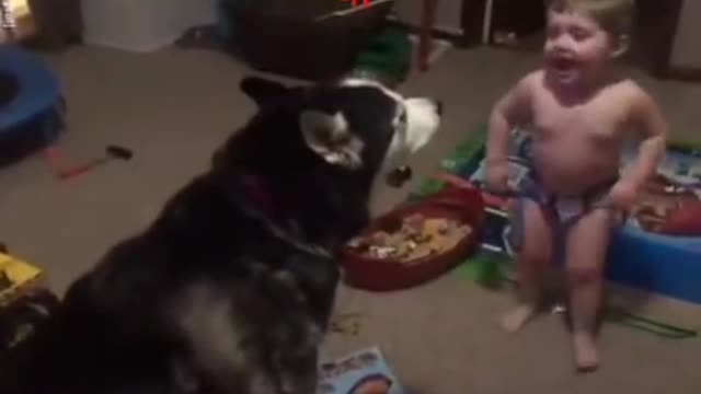 Comedy dogs
