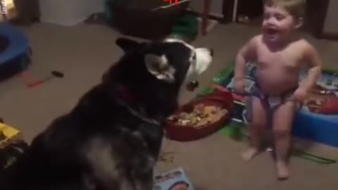 Comedy dogs