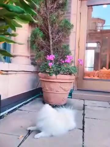 20181020文贵先生视频²：Snow响应王岐山号召 从吃狗粮改吃草了