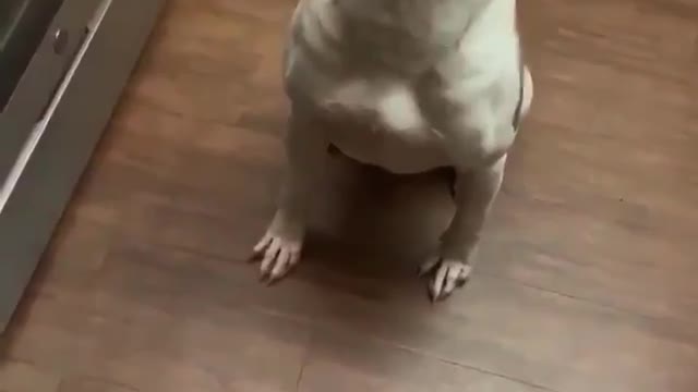 Animals (dog)