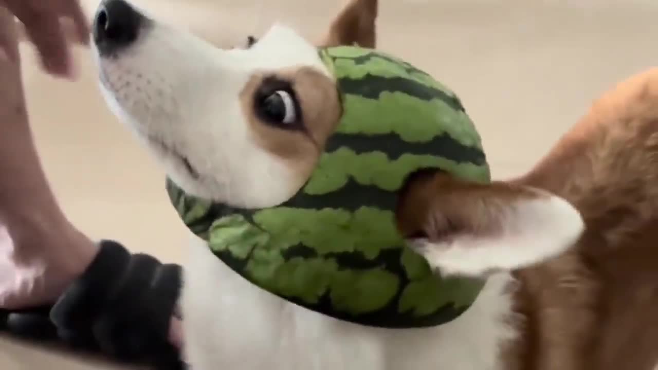 He made a helmet for his dog using a watermelon 🤣