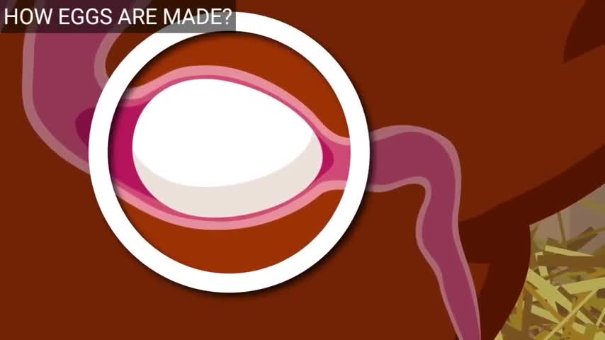 How eggs are formed inside the chicken