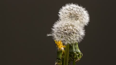 Dandelion Seeds