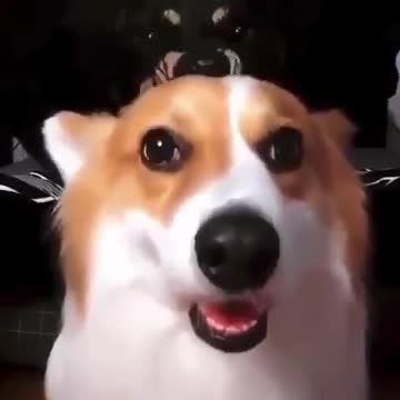 They are playing cute dog and baby of dog