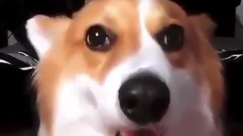 They are playing cute dog and baby of dog