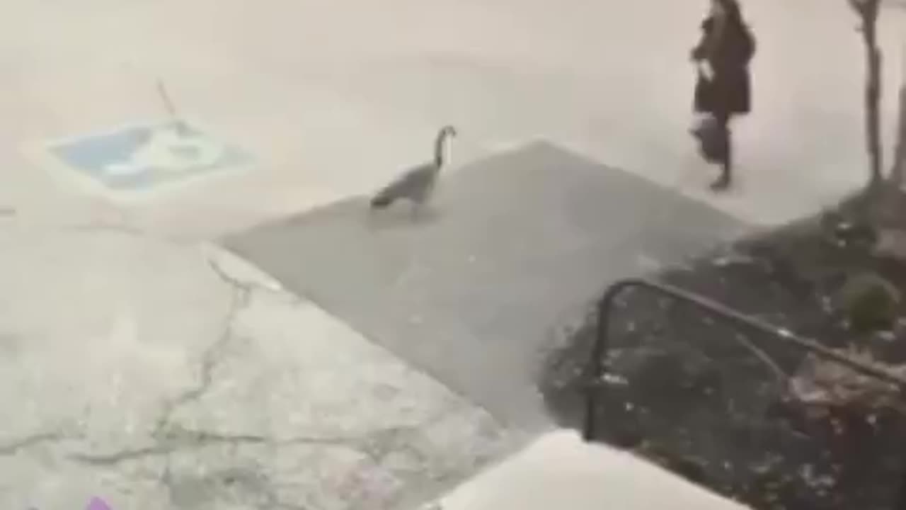 Goose Says You Shall Not Pass