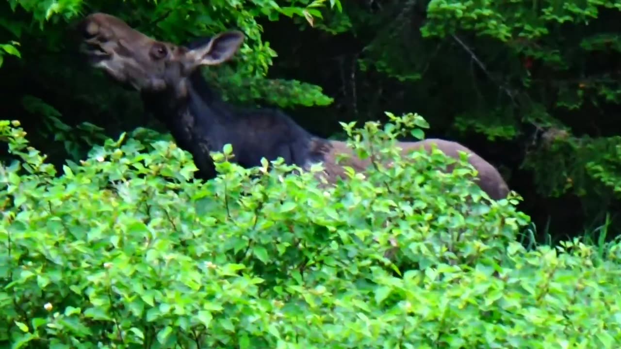 Hungry Moose