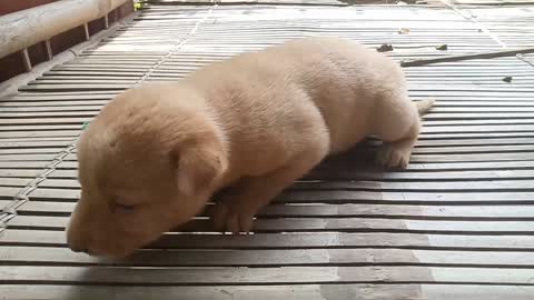 cute and adorable puppy