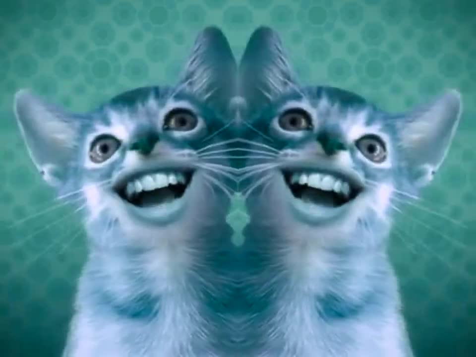 Singing Cats (Numa Cat) in G Major CoNfUsIoN