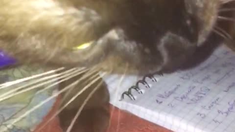 Funny cat want to eat my pen! Watch to the end!!!