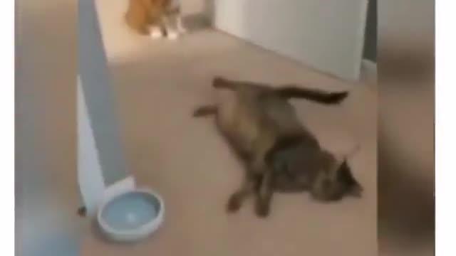 Cat pretending to be dead after being hit by his friend