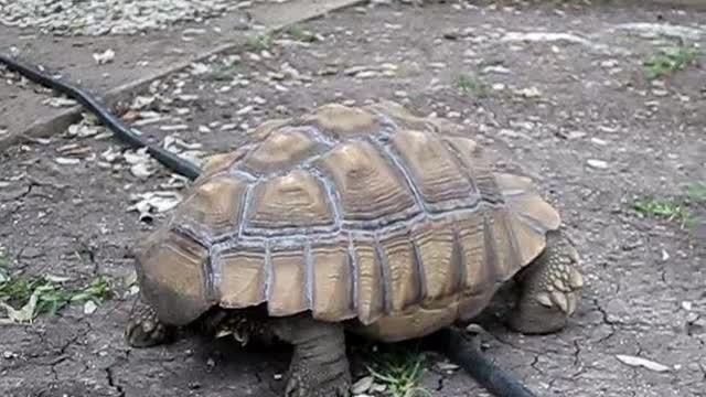 African Spur Tortoise