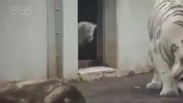 White tiger cub scares his mom