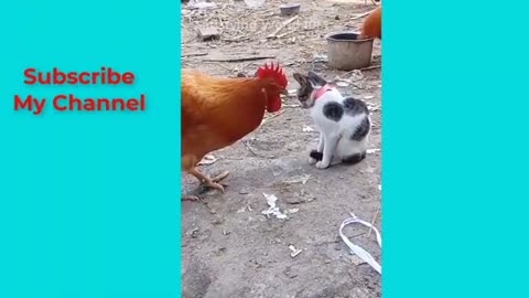 Most Funny Animals Videos