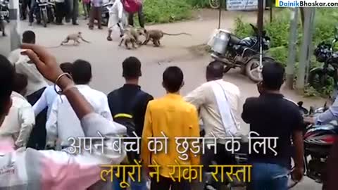 बंदर v/s दूध वाले की फाइट