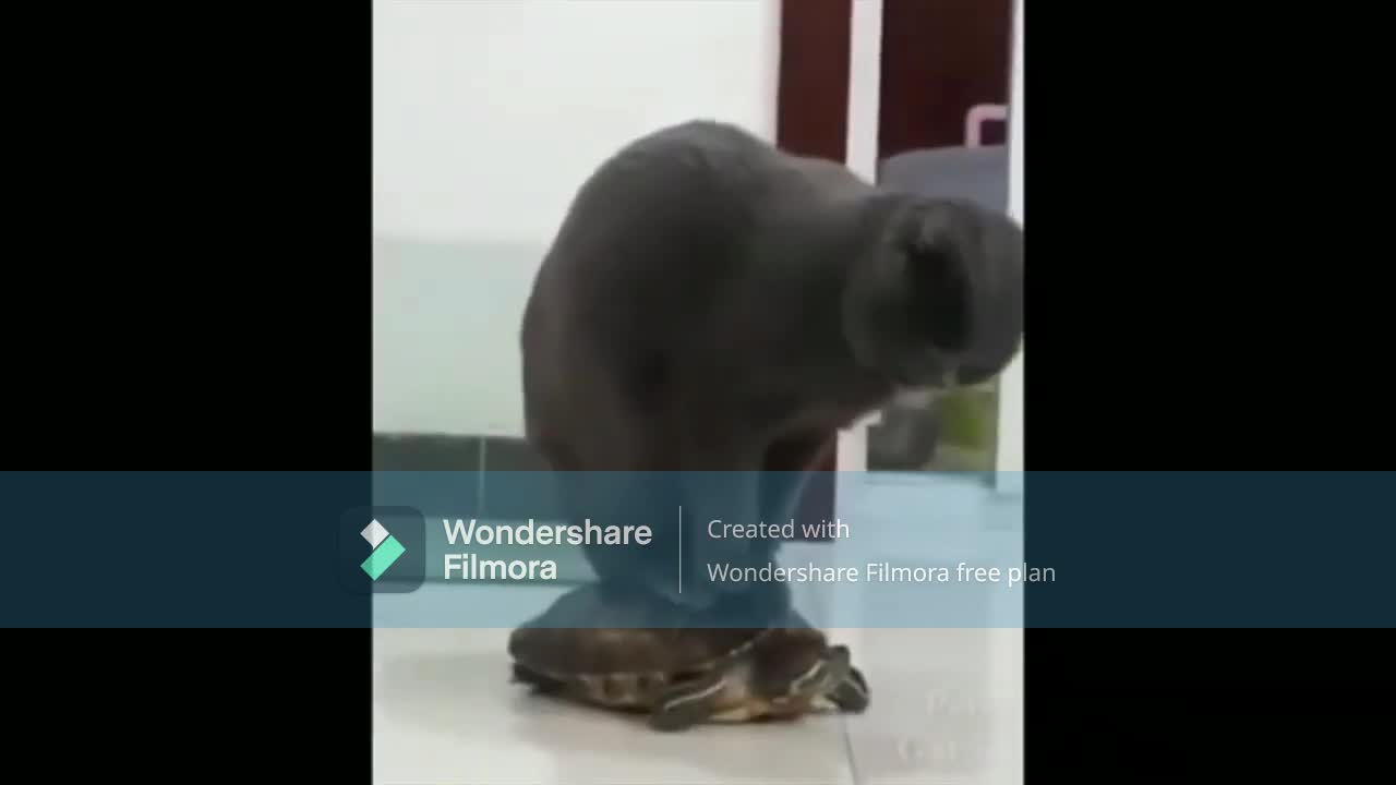 Funny Animal videos