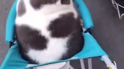 cute cat