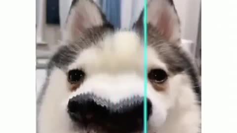 Husky with filter