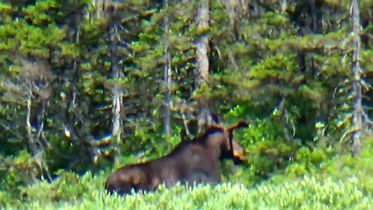 Bull Moose