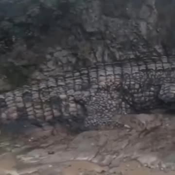 Giants Petrified in Time